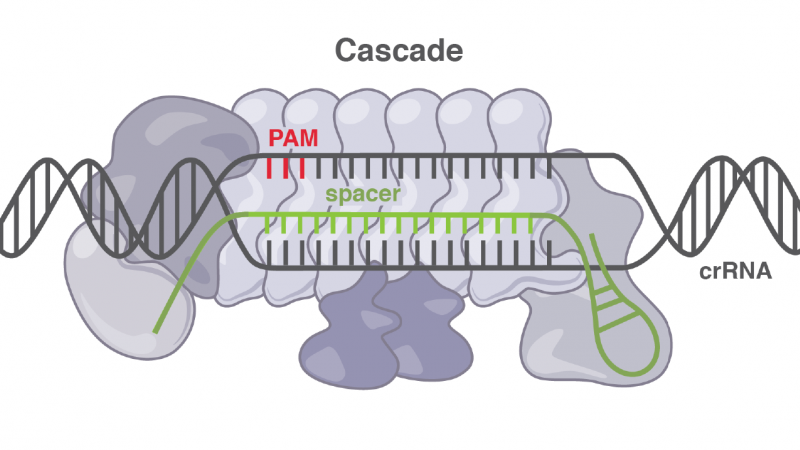 Cascade CRISPR System