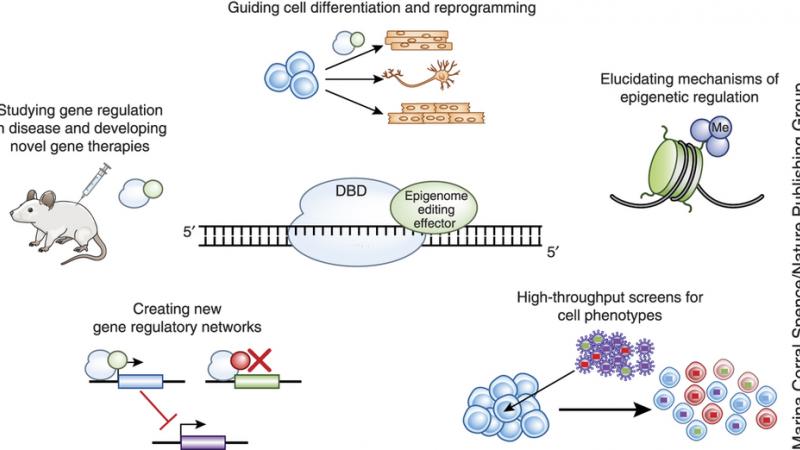 guiding cell differentiation and reprogramming